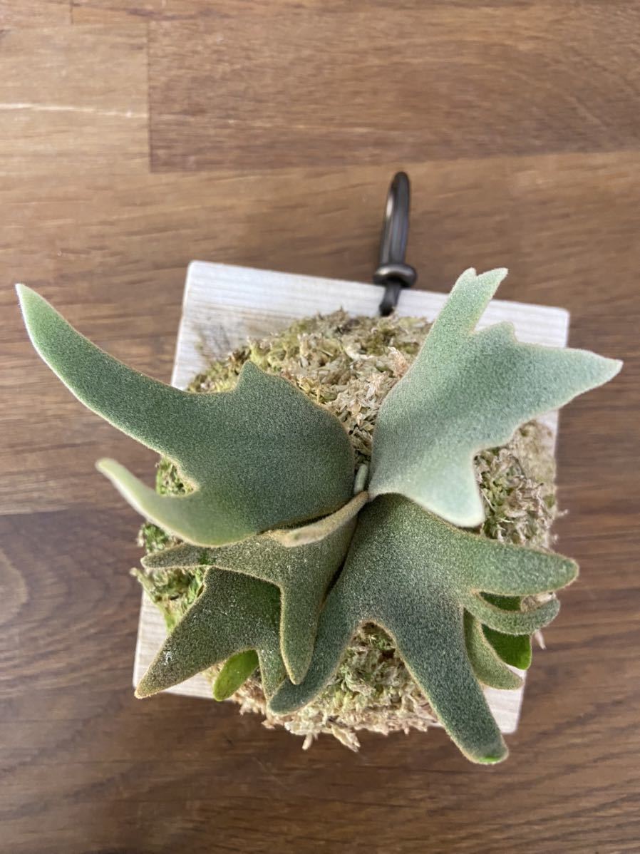 ビカクシダP. willinckii Jade Girl” sporeling_1