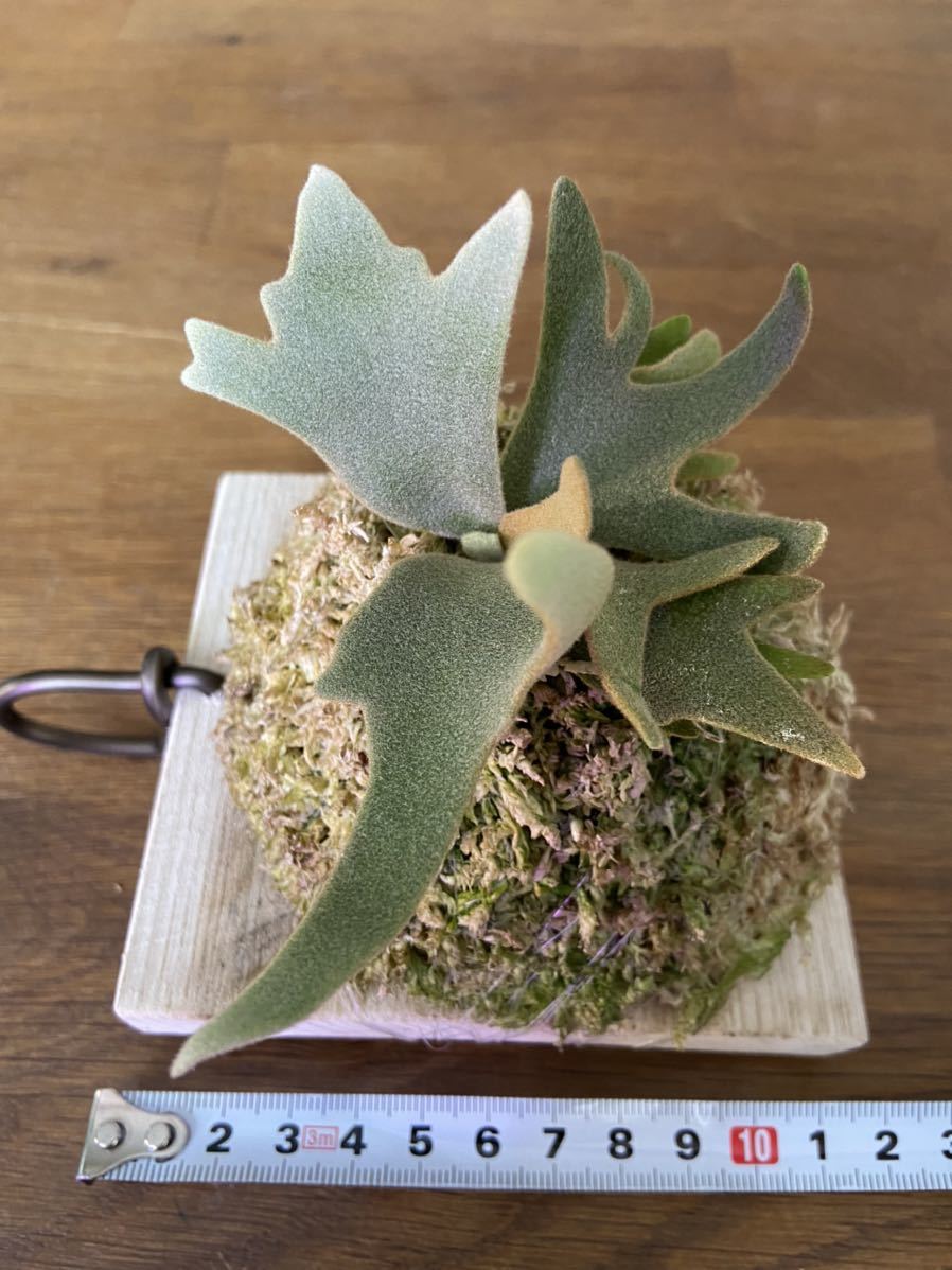 ビカクシダP. willinckii Jade Girl” sporeling_3