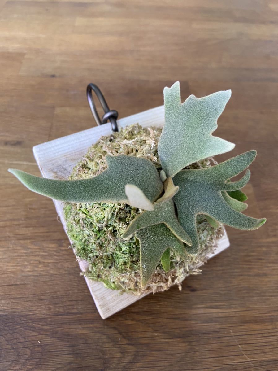 ビカクシダP. willinckii Jade Girl” sporeling_4