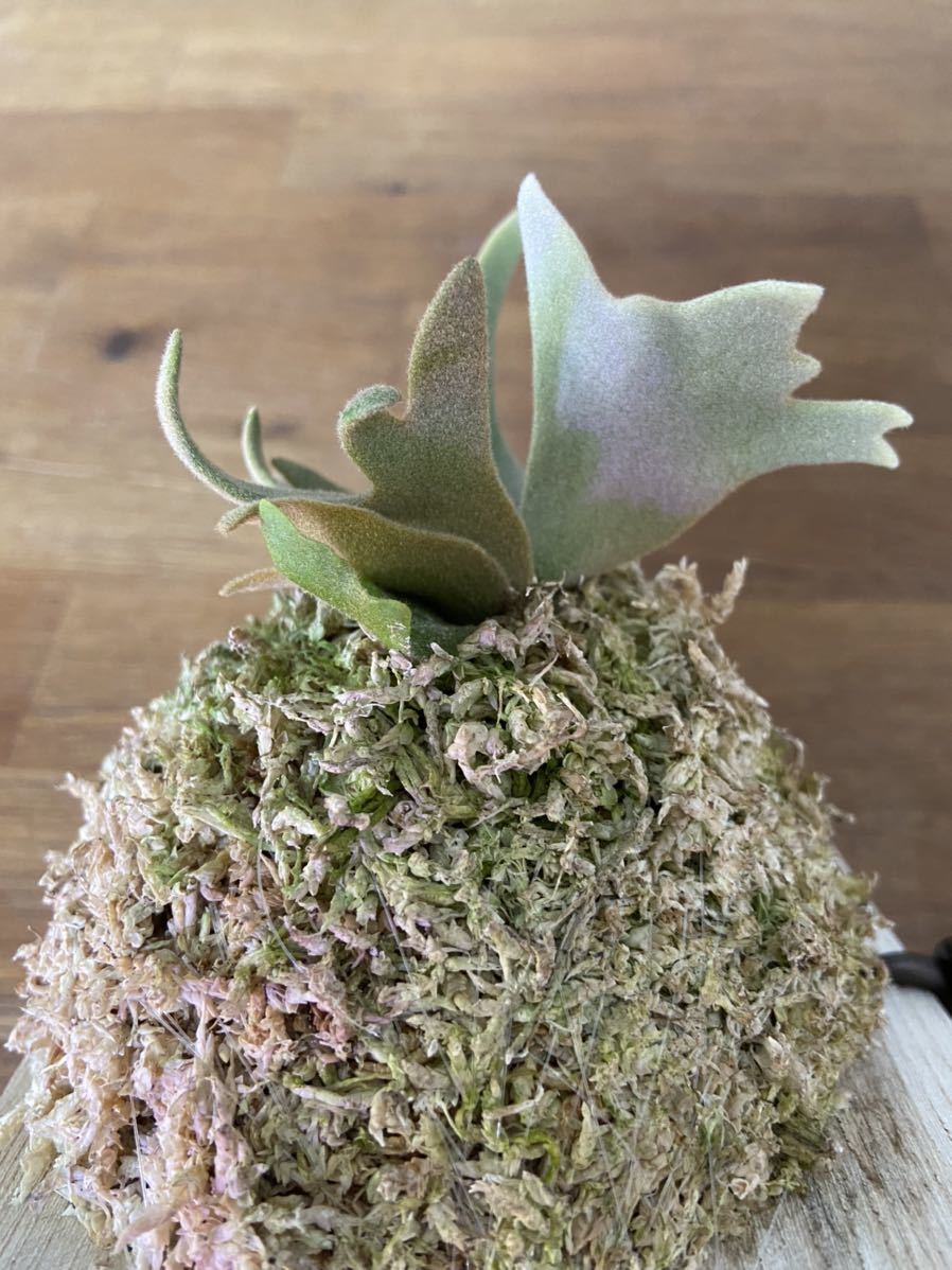 ビカクシダP. willinckii Jade Girl” sporeling_5