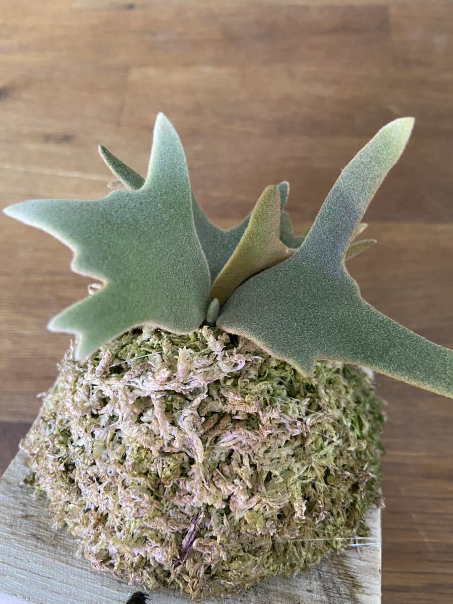 ビカクシダP. willinckii Jade Girl” sporeling_6