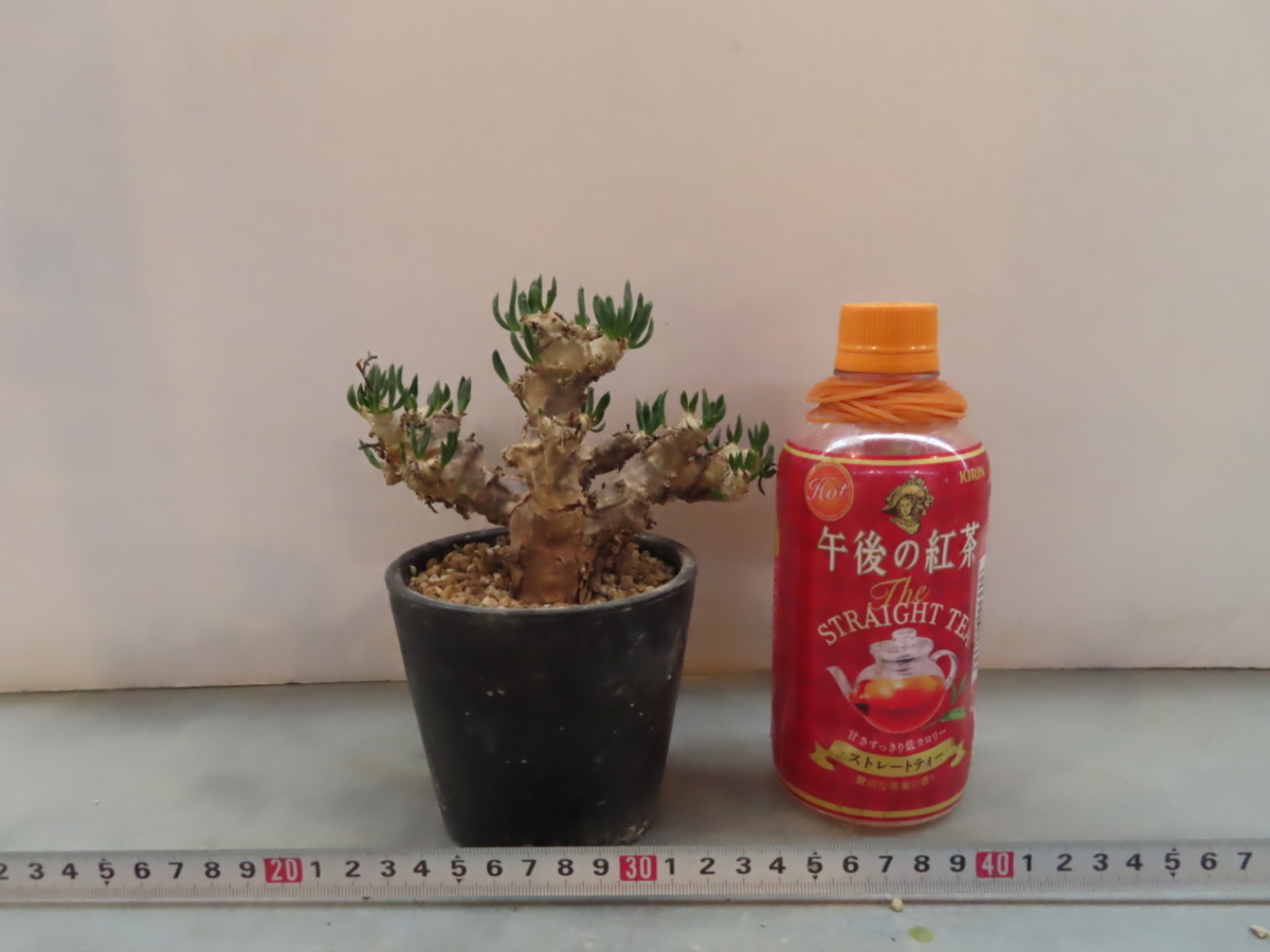 ノ286 「現地株」チレコドン レティキュラータス 万物想 3.5寸 植え