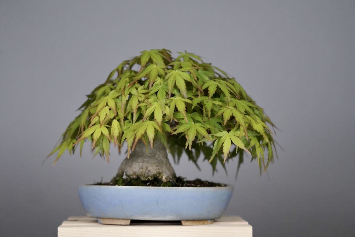 小品盆栽 太極幹 山紅葉 山もみじ Ezmedsoft Ae