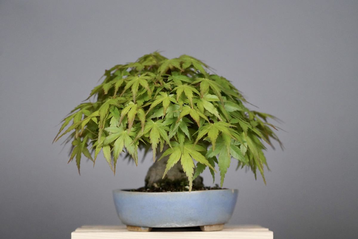 小品盆栽 太極幹 山紅葉 山もみじ Ezmedsoft Ae
