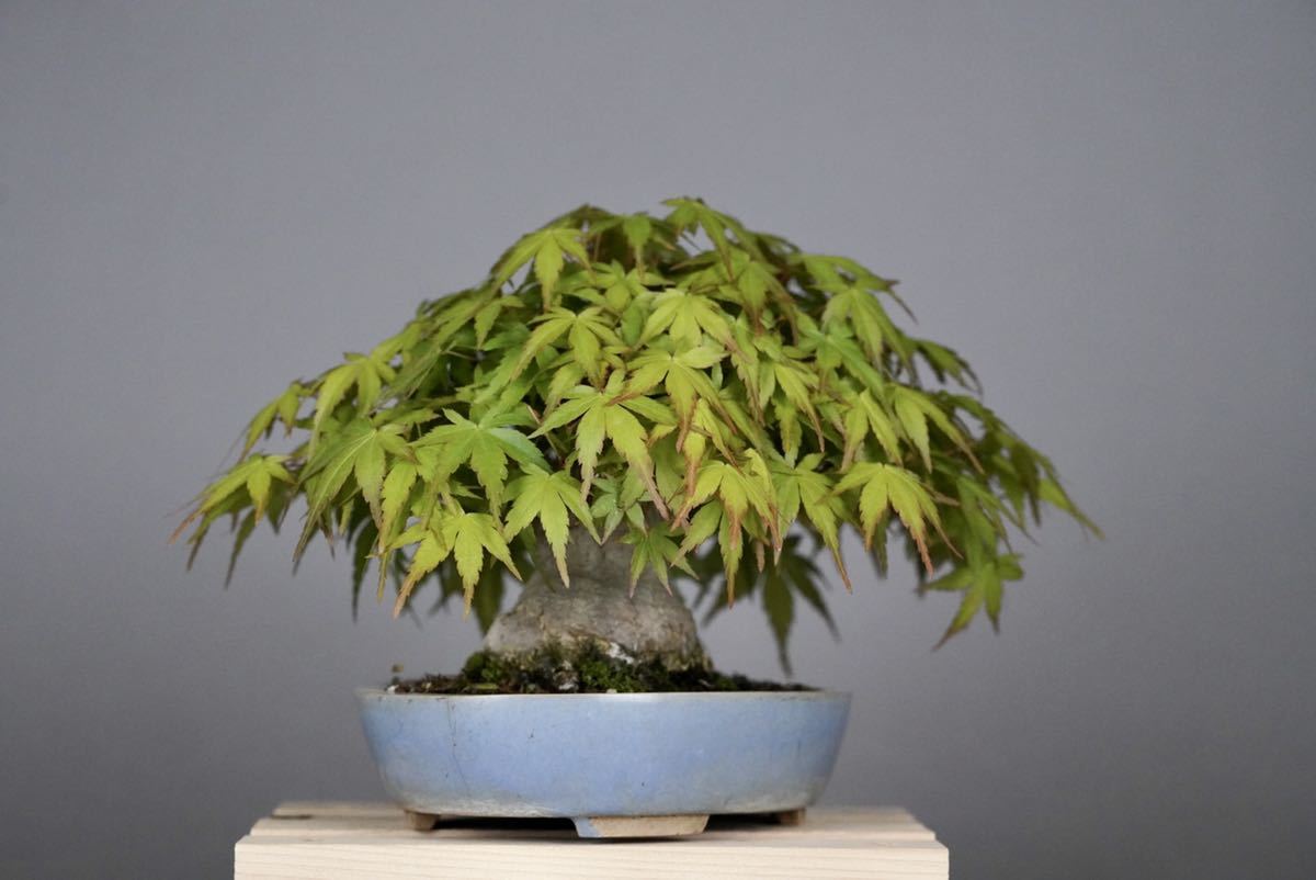 小品盆栽 太極幹 山紅葉 山もみじ Ezmedsoft Ae