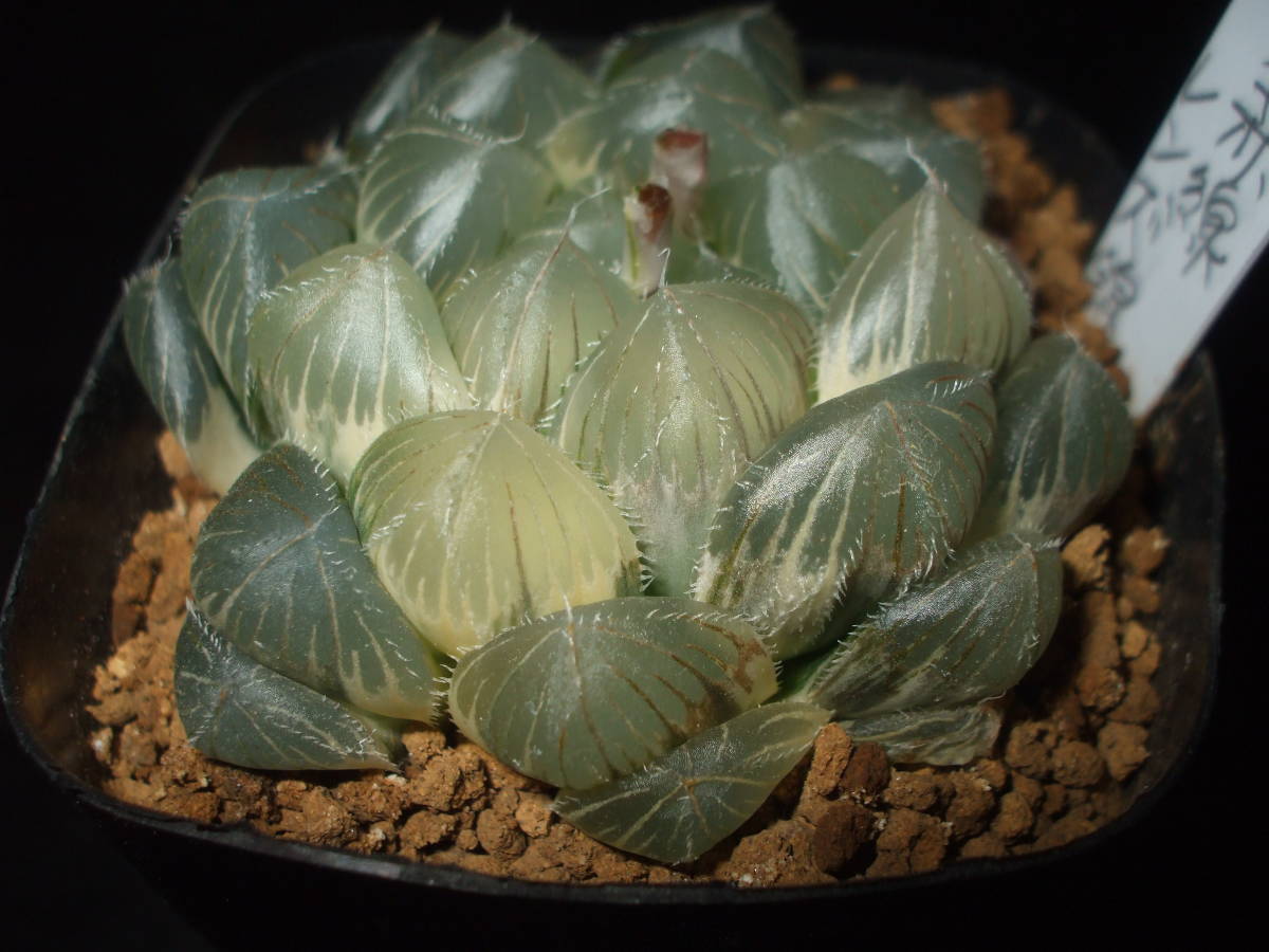 多肉植物 ハオルチア 巨大赤線レンズ錦 のり斑 ハオルチア 多肉植物