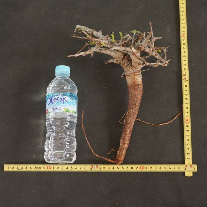 26 □ボスウェリア ネグレクタ□Boswella neglecta #塊根植物 パキプス