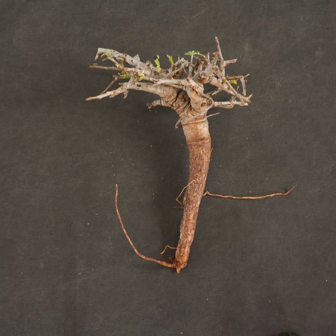 26 □ボスウェリア ネグレクタ□Boswella neglecta #塊根植物 パキプス