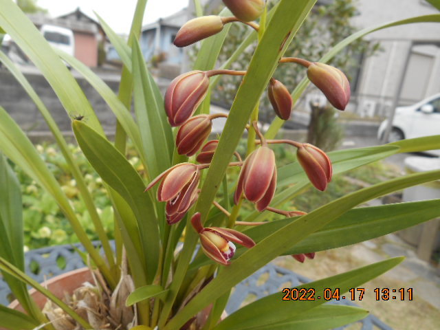 キンリョウヘン 　花茎１本（開花済み）＜417＞_1