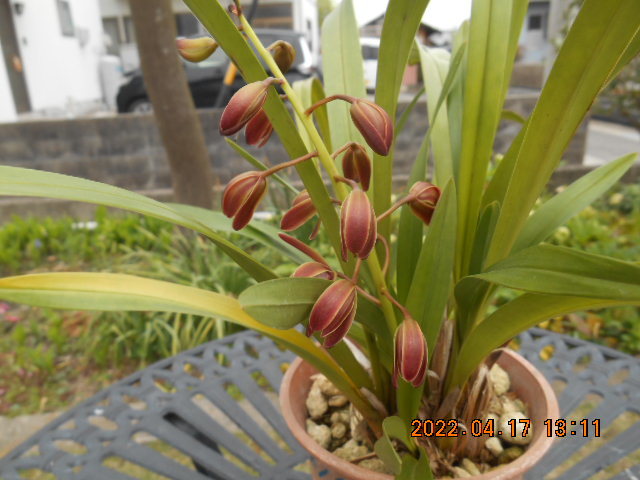 キンリョウヘン 　花茎１本（開花済み）＜417＞_2