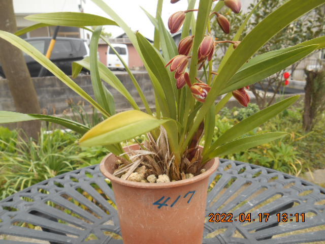 キンリョウヘン 　花茎１本（開花済み）＜417＞_3