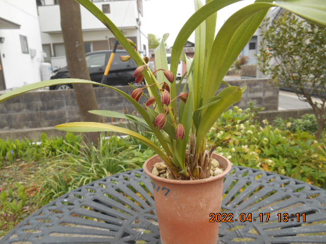 キンリョウヘン 　花茎１本（開花済み）＜417＞_4