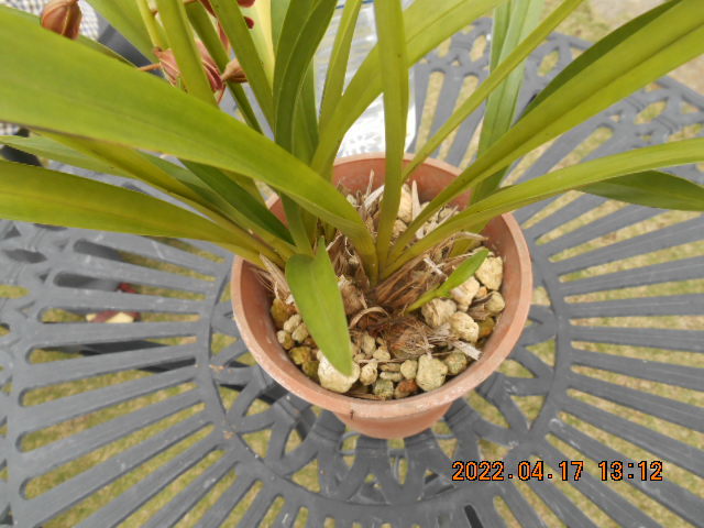 キンリョウヘン 　花茎１本（開花済み）＜417＞_5