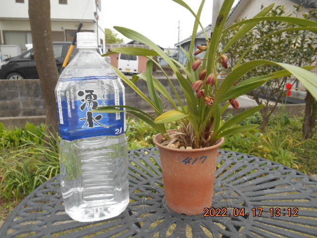 キンリョウヘン 　花茎１本（開花済み）＜417＞_6