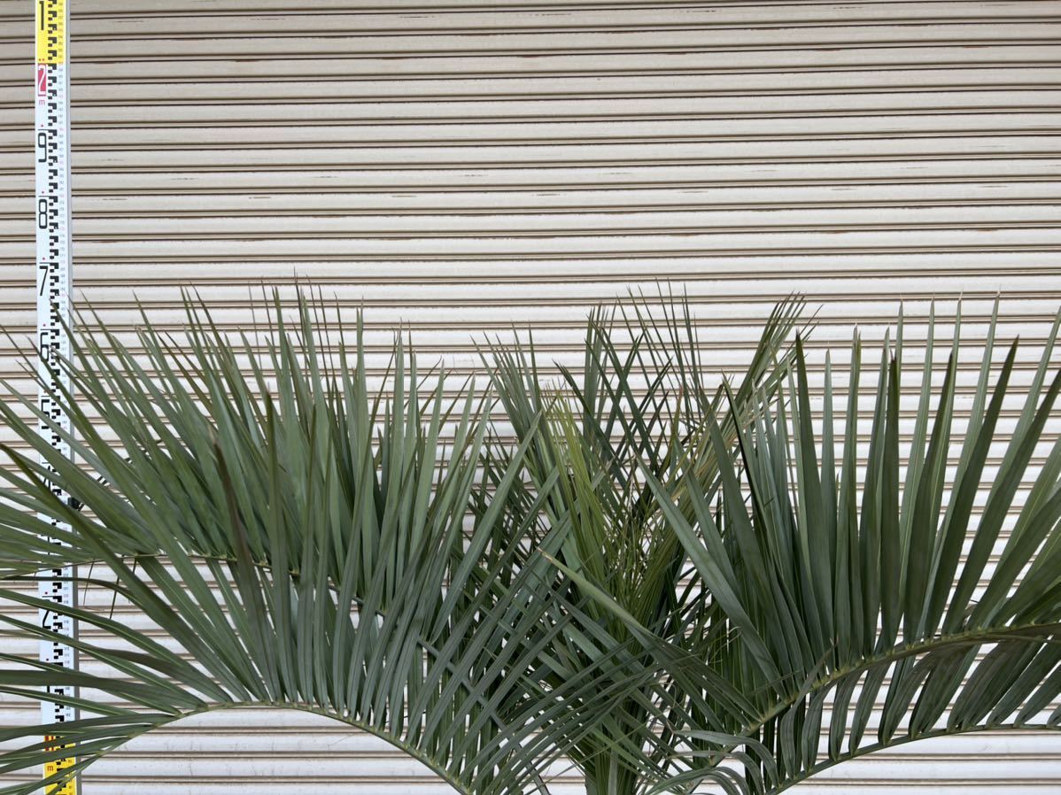 送料込み ココスヤシ シルバーリーフ 庭木 植木 新築、鉢植え等に