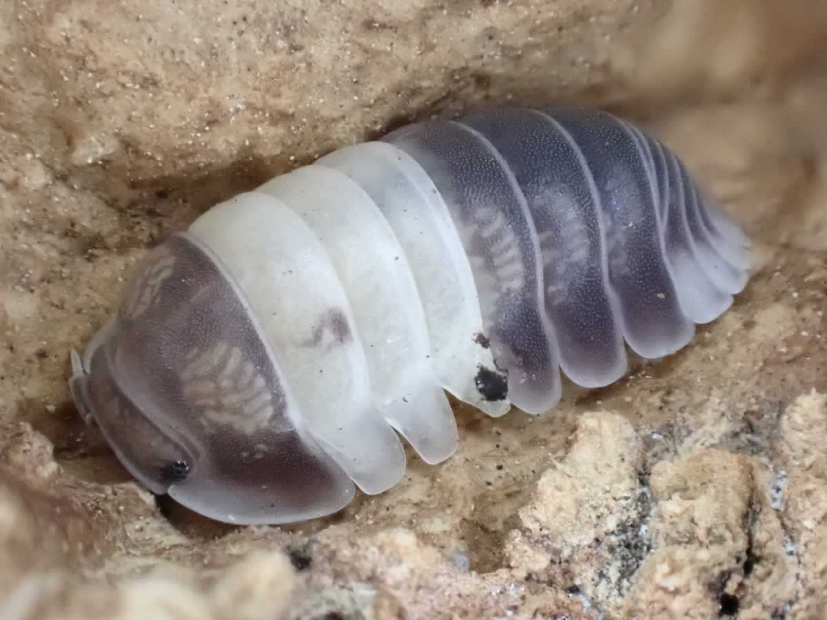 パンダキングダンゴムシ 亜成体 匹 エサ付き Cubaris Sp Panda King ダンゴムシ ワラジムシ その他 売買されたオークション情報 Yahooの商品情報をアーカイブ公開 オークファン Aucfan Com