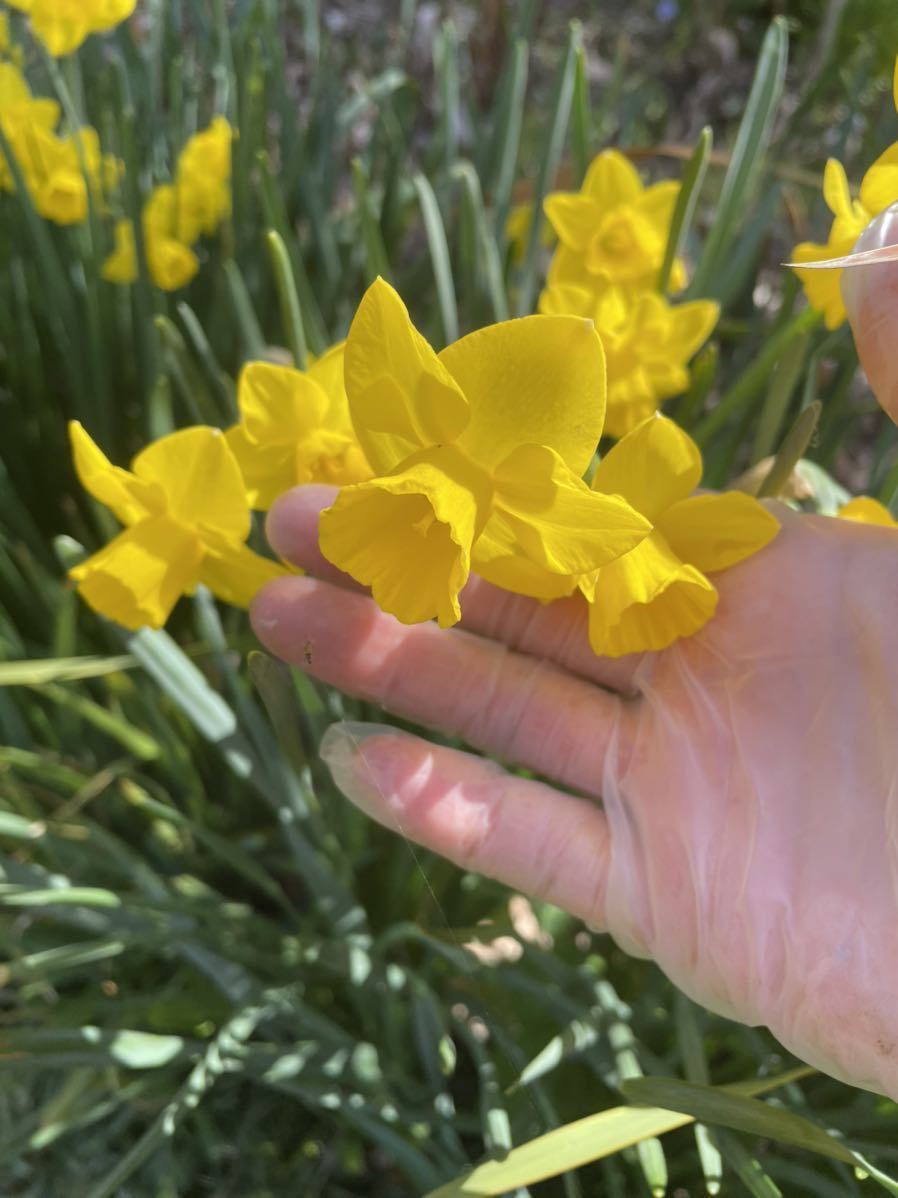 春夏新色 ラッパ水仙レモン色球根10個 植物 観葉植物 インテリア 住まい 小物 Belvtor By