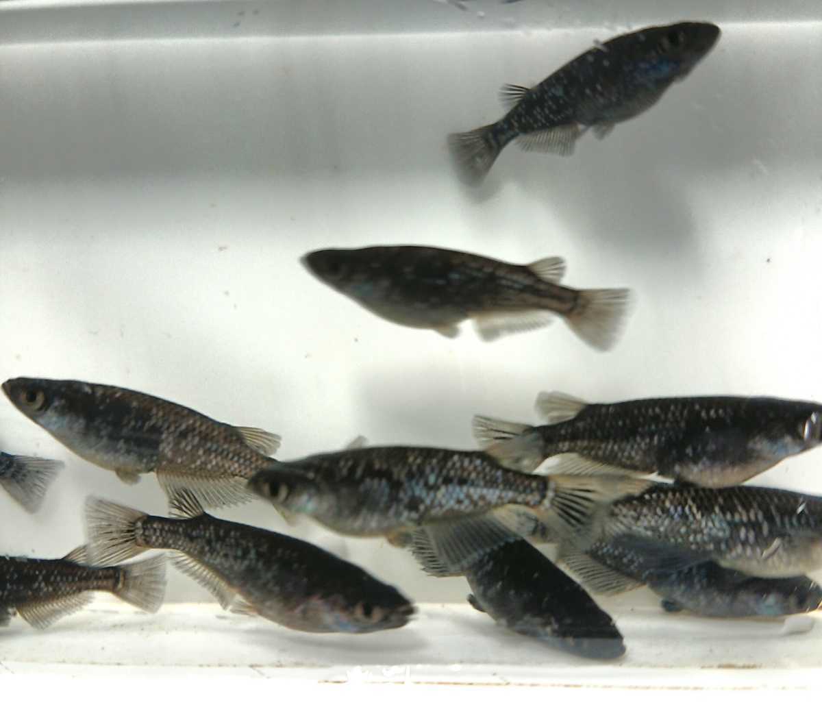 樹メダカ 現物出品 ブラックダイヤメダカ めだか オロチ めだか 売買されたオークション情報 Yahooの商品情報をアーカイブ公開 オークファン Aucfan Com