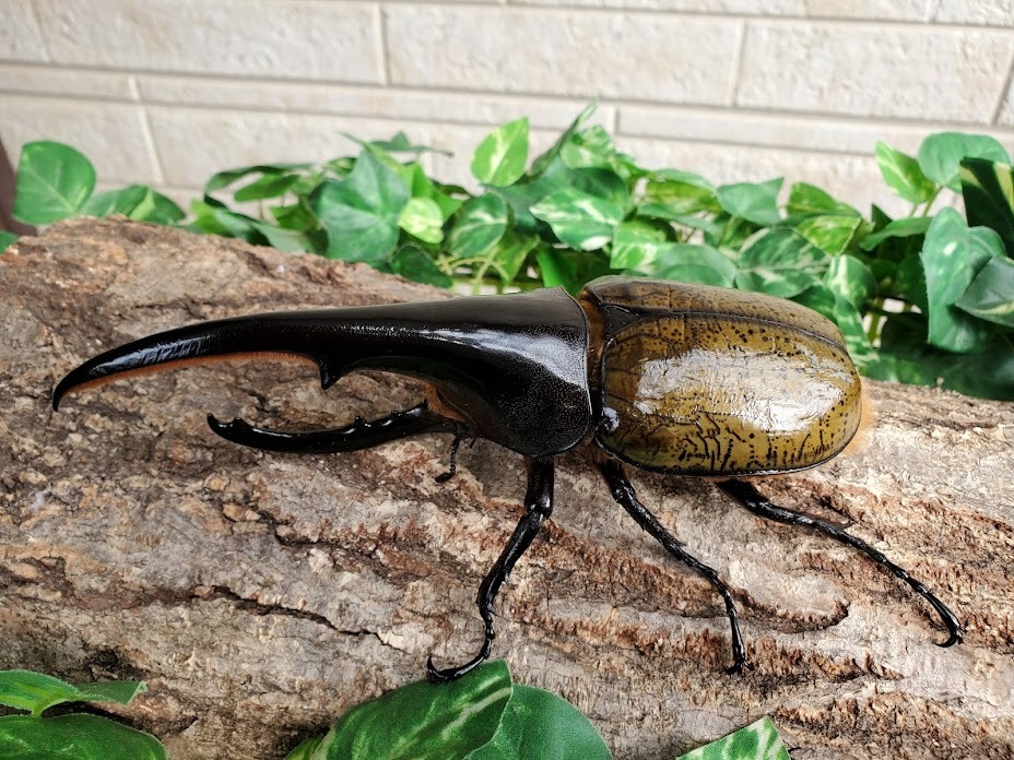 DH.ヘラクレスオオカブト成虫533 ♂単品 ♂158mm オマケ♀69mm