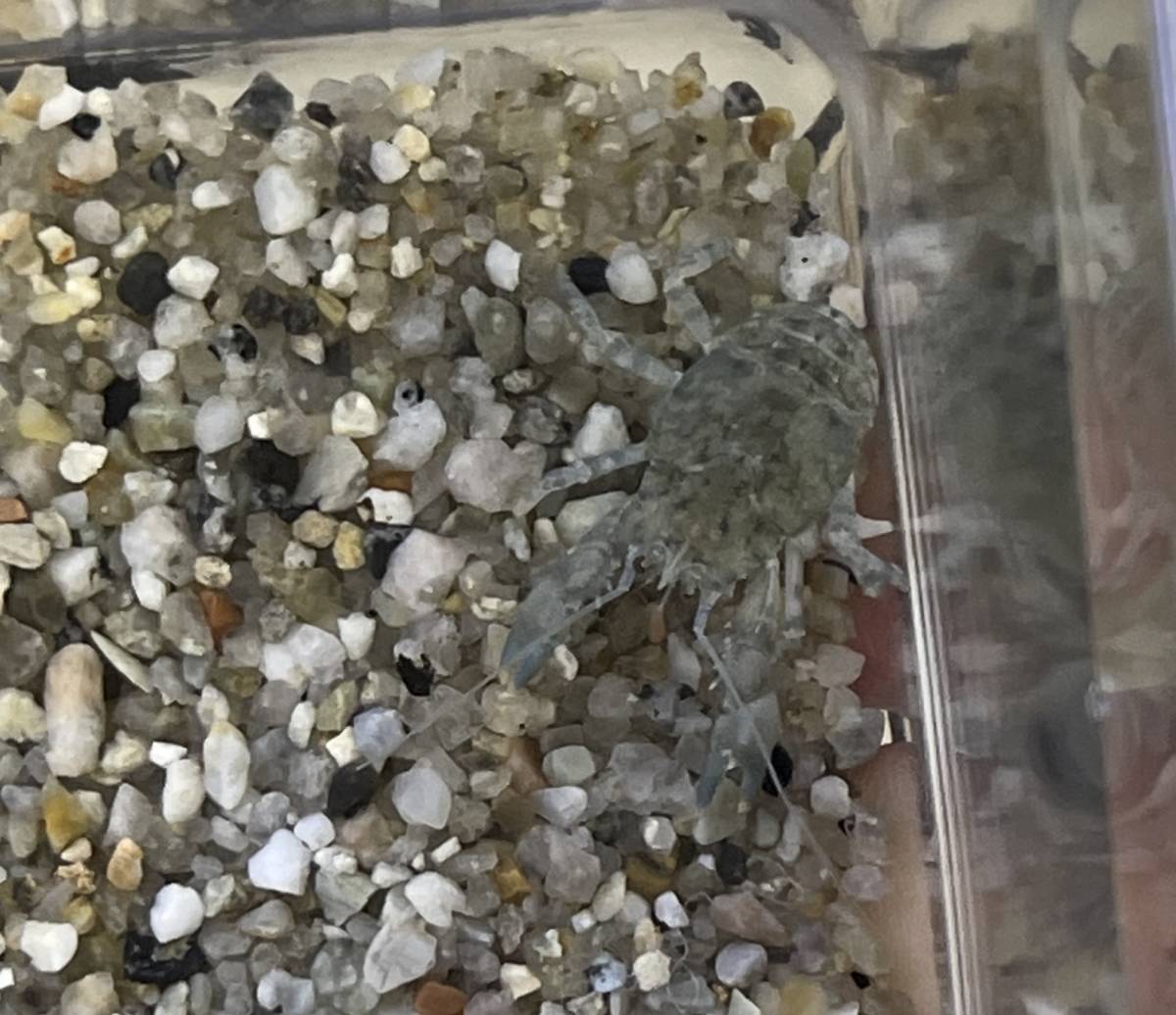 国産ブリード 淡水 コシオリエビ 生体 幼体 終生純淡水飼育可 甲殻類 淡水魚 鑑賞魚 ヤドカリ 仲間 カニ エビ 海老 蟹 その他 売買されたオークション情報 Yahooの商品情報をアーカイブ公開 オークファン Aucfan Com 国産ブリード 淡水 コシオリエビ 生体 幼体 終生純淡水飼育可 甲殻類 淡水魚 鑑賞魚 ヤドカリ 仲間 カニ エビ 海老 蟹 その他 売買されたオークション情報 Yahooの商品情報をアーカイブ公開 オークファン Aucfan Com