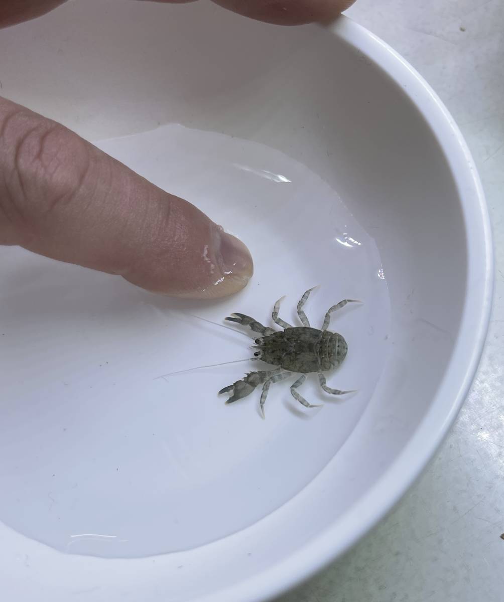 国産ブリード 淡水 コシオリエビ 生体 幼体 終生純淡水飼育可 甲殻類 淡水魚 鑑賞魚 ヤドカリ 仲間 カニ エビ 海老 蟹 その他 売買されたオークション情報 Yahooの商品情報をアーカイブ公開 オークファン Aucfan Com 国産ブリード 淡水 コシオリエビ 生体 幼体 終生純淡水飼育可 甲殻類 淡水魚 鑑賞魚 ヤドカリ 仲間 カニ エビ 海老 蟹 その他 売買されたオークション情報 Yahooの商品情報をアーカイブ公開 オークファン Aucfan Com