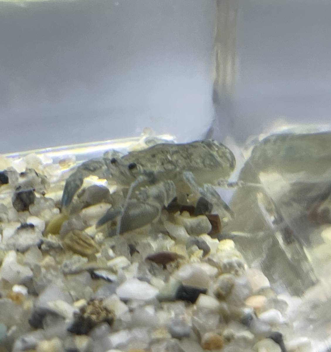 国産ブリード 淡水 コシオリエビ 生体 幼体 終生純淡水飼育可 甲殻類 淡水魚 鑑賞魚 ヤドカリ 仲間 カニ エビ 海老 蟹 その他 売買されたオークション情報 Yahooの商品情報をアーカイブ公開 オークファン Aucfan Com 国産ブリード 淡水 コシオリエビ 生体 幼体 終生純淡水飼育可 甲殻類 淡水魚 鑑賞魚 ヤドカリ 仲間 カニ エビ 海老 蟹 その他 売買されたオークション情報 Yahooの商品情報をアーカイブ公開 オークファン Aucfan Com