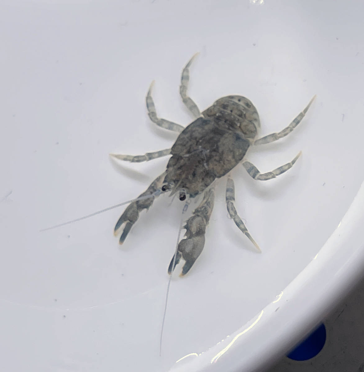 国産ブリード 淡水 コシオリエビ 生体 幼体 終生純淡水飼育可 甲殻類 淡水魚 鑑賞魚 ヤドカリ 仲間 カニ エビ 海老 蟹 その他 売買されたオークション情報 Yahooの商品情報をアーカイブ公開 オークファン Aucfan Com 国産ブリード 淡水 コシオリエビ 生体 幼体 終生純淡水飼育可 甲殻類 淡水魚 鑑賞魚 ヤドカリ 仲間 カニ エビ 海老 蟹 その他 売買されたオークション情報 Yahooの商品情報をアーカイブ公開 オークファン Aucfan Com