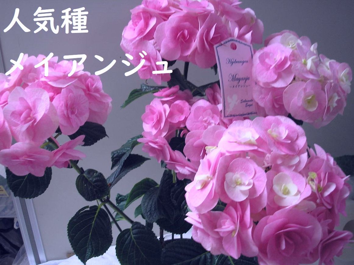 ラストです希少超人気種☆彡坂本ブランド　メイアンジュ　これから開花します　５号