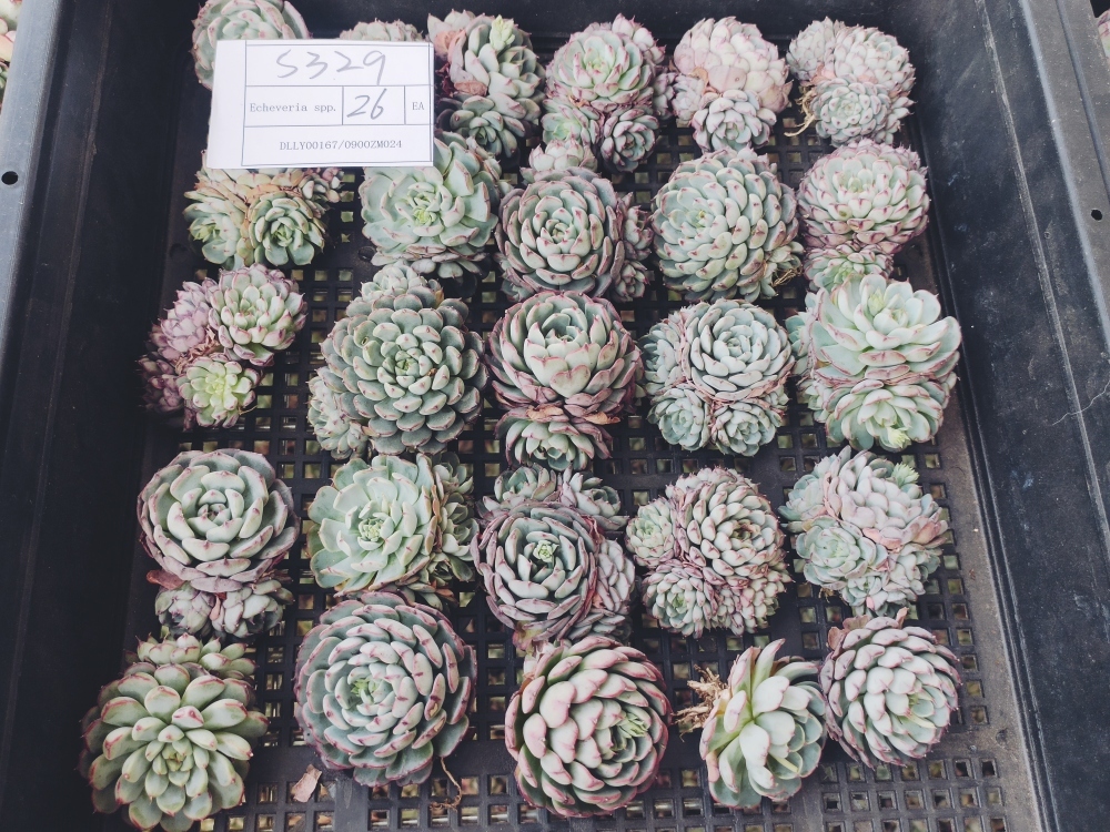 まる エケベリア 多肉植物 グロブローサの通販 | グロブローサ 2号35入り