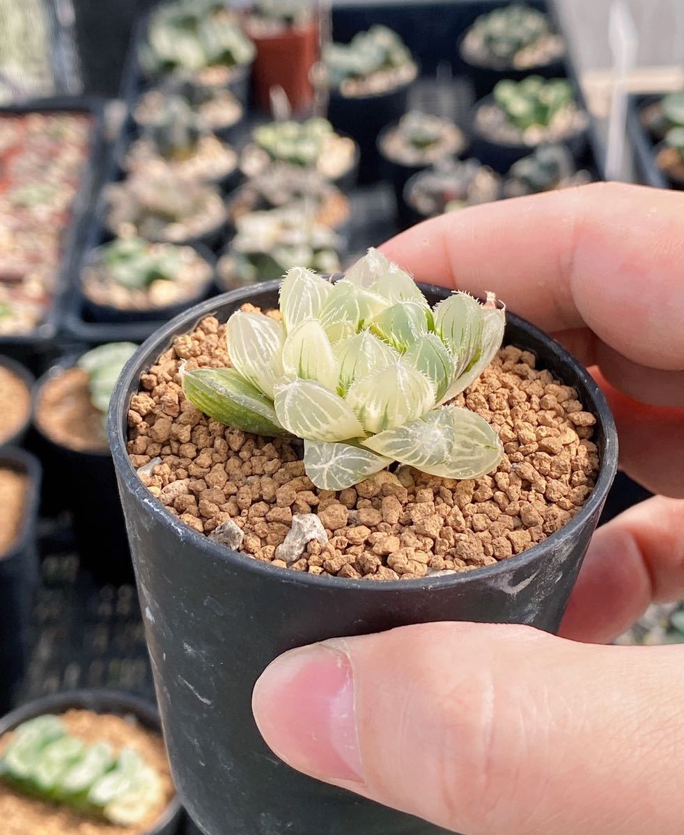 多肉植物/ハオルチア】Haworthia ☆白赤線オブツーサ錦 超美苗