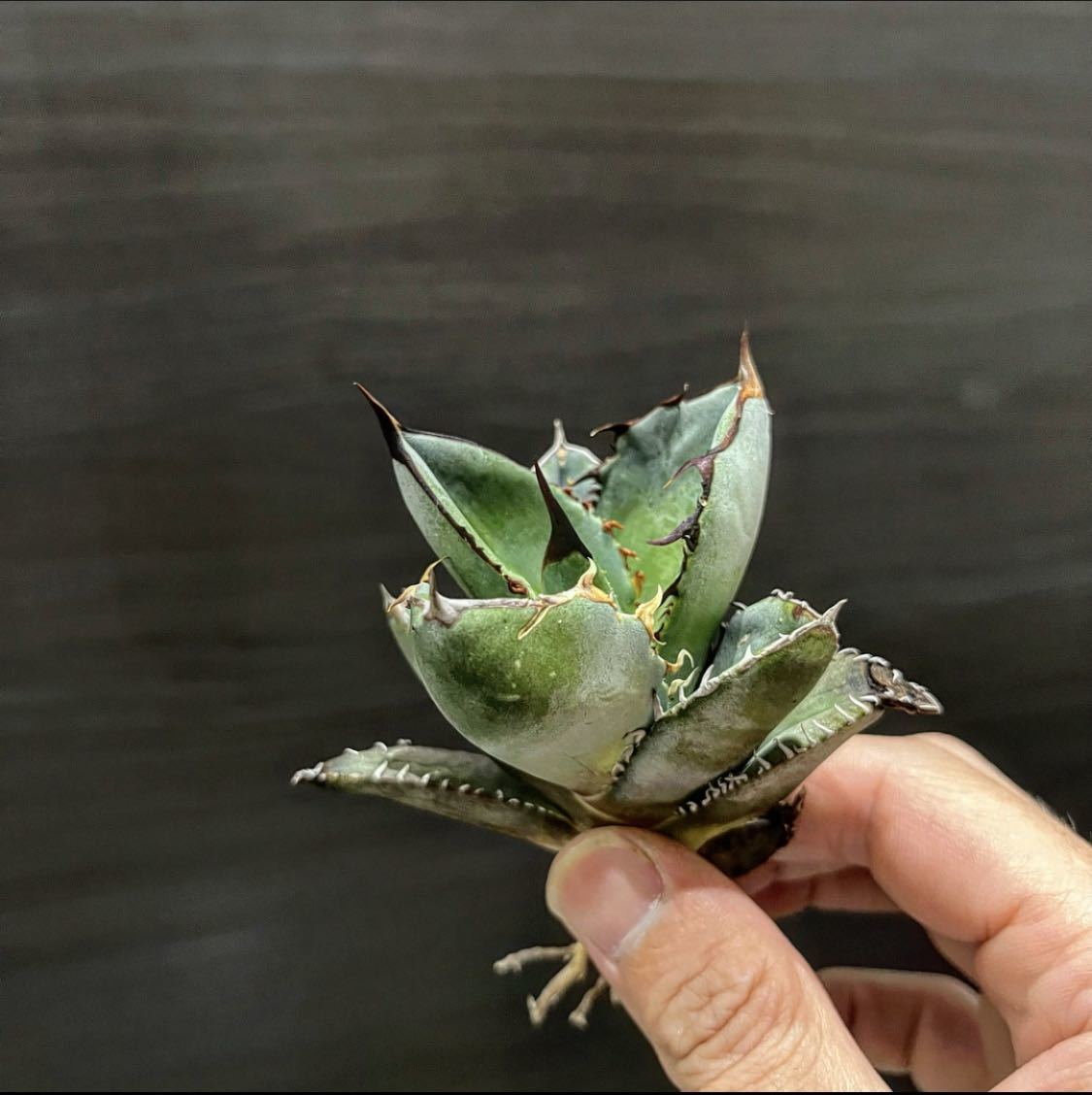 kitamituribaka01