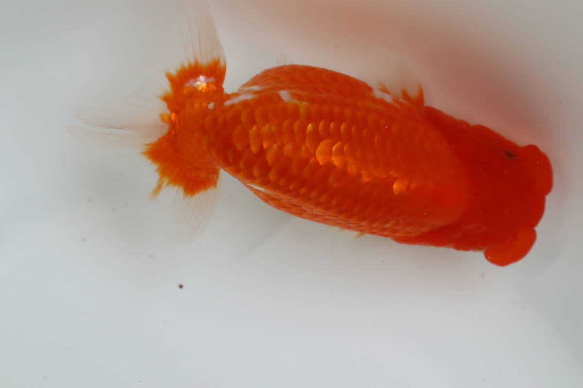 丸長 品評会 極上種魚 愛知県 豊橋市 神谷健一氏 二歳 14 オス Www Missrotorua Co Nz 丸長 品評会 極上種魚 愛知県 豊橋市 神谷健一氏 二歳 14 オス Www Missrotorua Co Nz