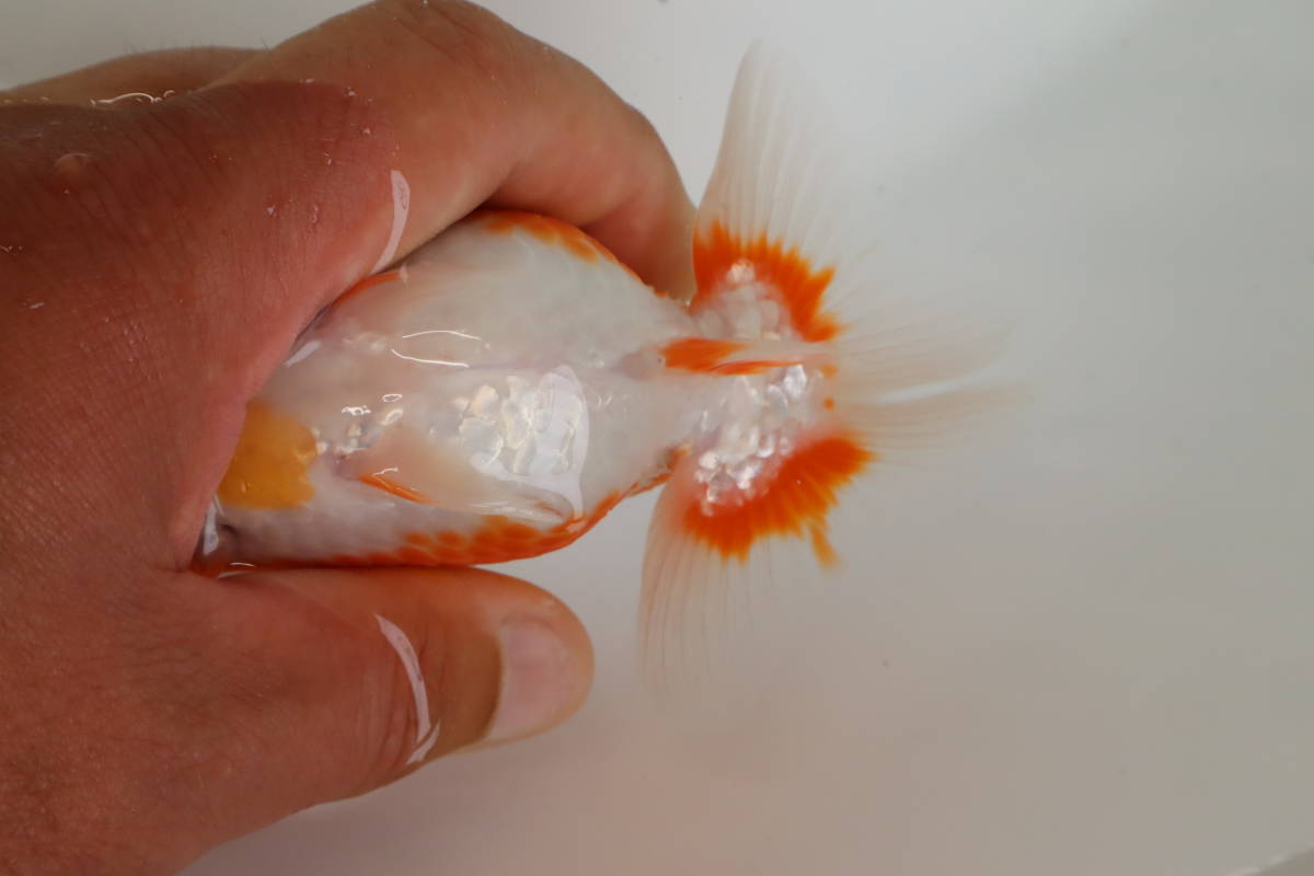 丸長 品評会 極上種魚 愛知県 豊橋市 神谷健一氏 二歳 14 オス Www Missrotorua Co Nz 丸長 品評会 極上種魚 愛知県 豊橋市 神谷健一氏 二歳 14 オス Www Missrotorua Co Nz