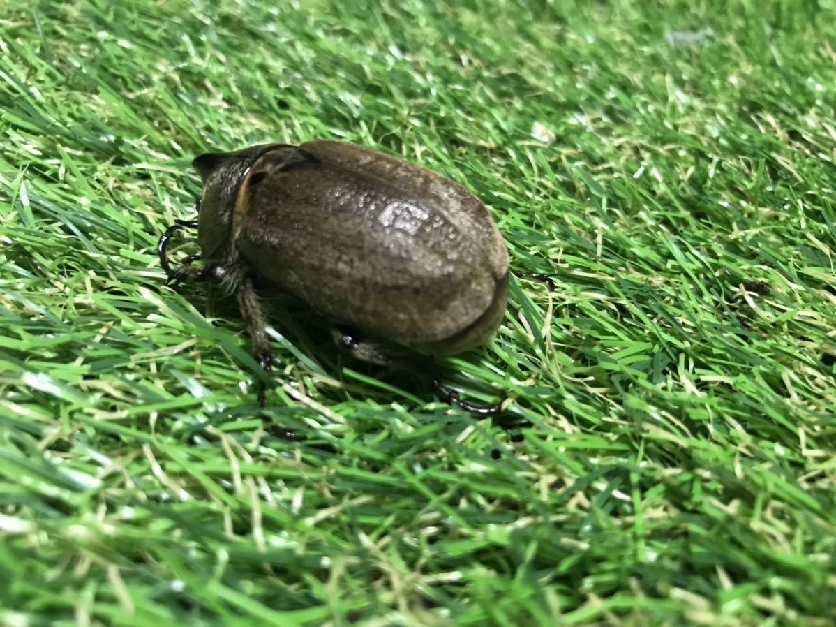 希少 ペーニャヒメゾウカブトペア 残り僅か1円スタート_2