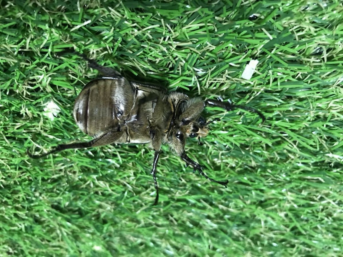 希少 ペーニャヒメゾウカブトペア 残り僅か1円スタート_4