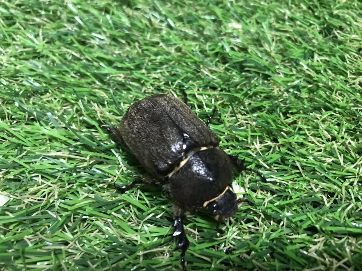 希少 ペーニャヒメゾウカブトペア 残り僅か1円スタート_7