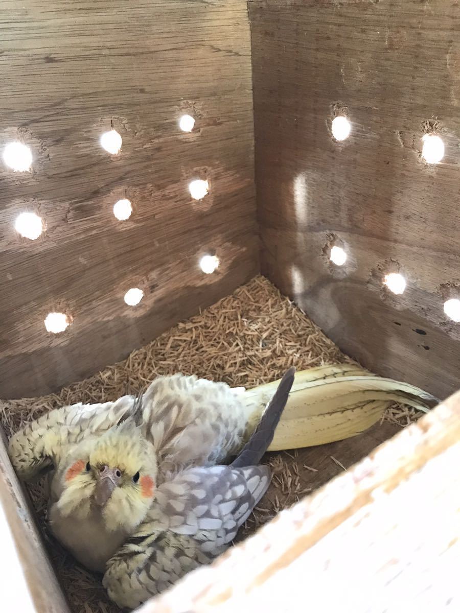 オカメインコ 種卵 2個 A Www Galerieamlindenhof Ch