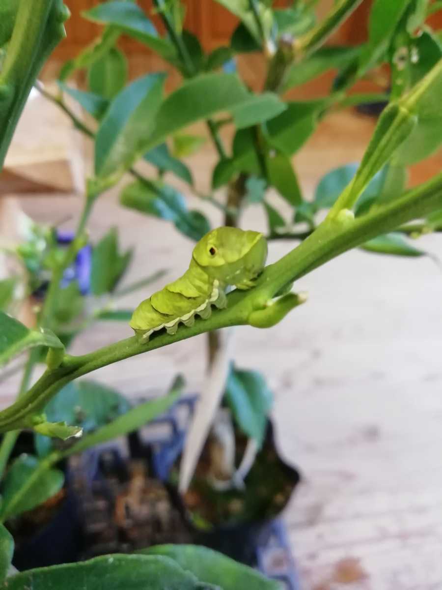 アゲハ 幼虫1匹 柑橘系葉っぱ エサ セット 終齢幼虫 アゲハチョウ チョウ アゲハ蝶 蝶 プレゼント 自由研究などにも セット 売買されたオークション情報 Yahooの商品情報をアーカイブ公開 オークファン Aucfan Com