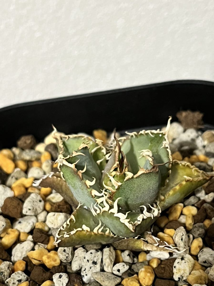 チタノタ フィリグリー 台湾株 チタノタ フィリグリー アガベ 陽炎 
