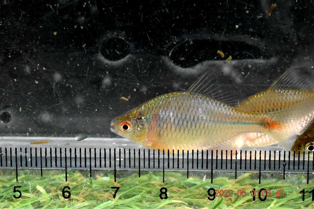 現物出品 タイリクバラタナゴ約15匹と二枚貝6匹 タナゴ繁殖セット 日本淡水魚 川魚 丁寧梱包発泡スチロール発送 どじょう 売買されたオークション情報 Yahooの商品情報をアーカイブ公開 オークファン Aucfan Com