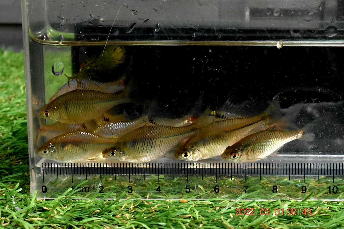 現物出品 タイリクバラタナゴ約15匹と二枚貝6匹 タナゴ繁殖セット 日本淡水魚 川魚 丁寧梱包発泡スチロール発送 どじょう 売買されたオークション情報 Yahooの商品情報をアーカイブ公開 オークファン Aucfan Com