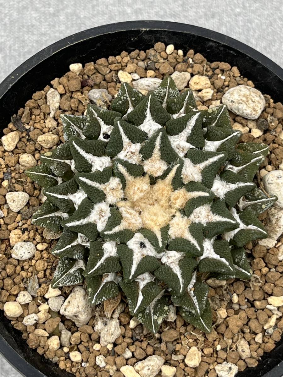 サボテン 多肉植物 アリオカルプス 黒牡丹 実生 サボテン 黒牡丹