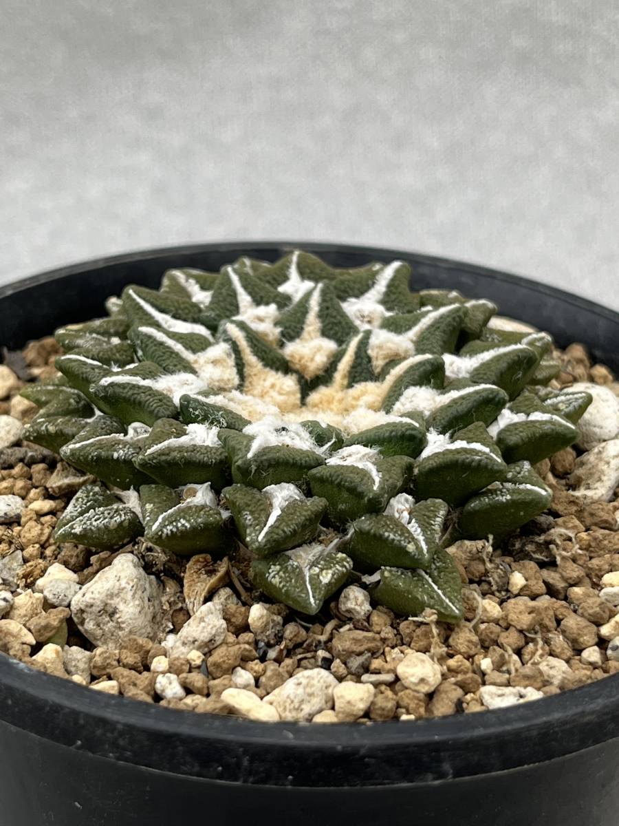 サボテン 多肉植物 アリオカルプス 黒牡丹 実生 サボテン 黒牡丹