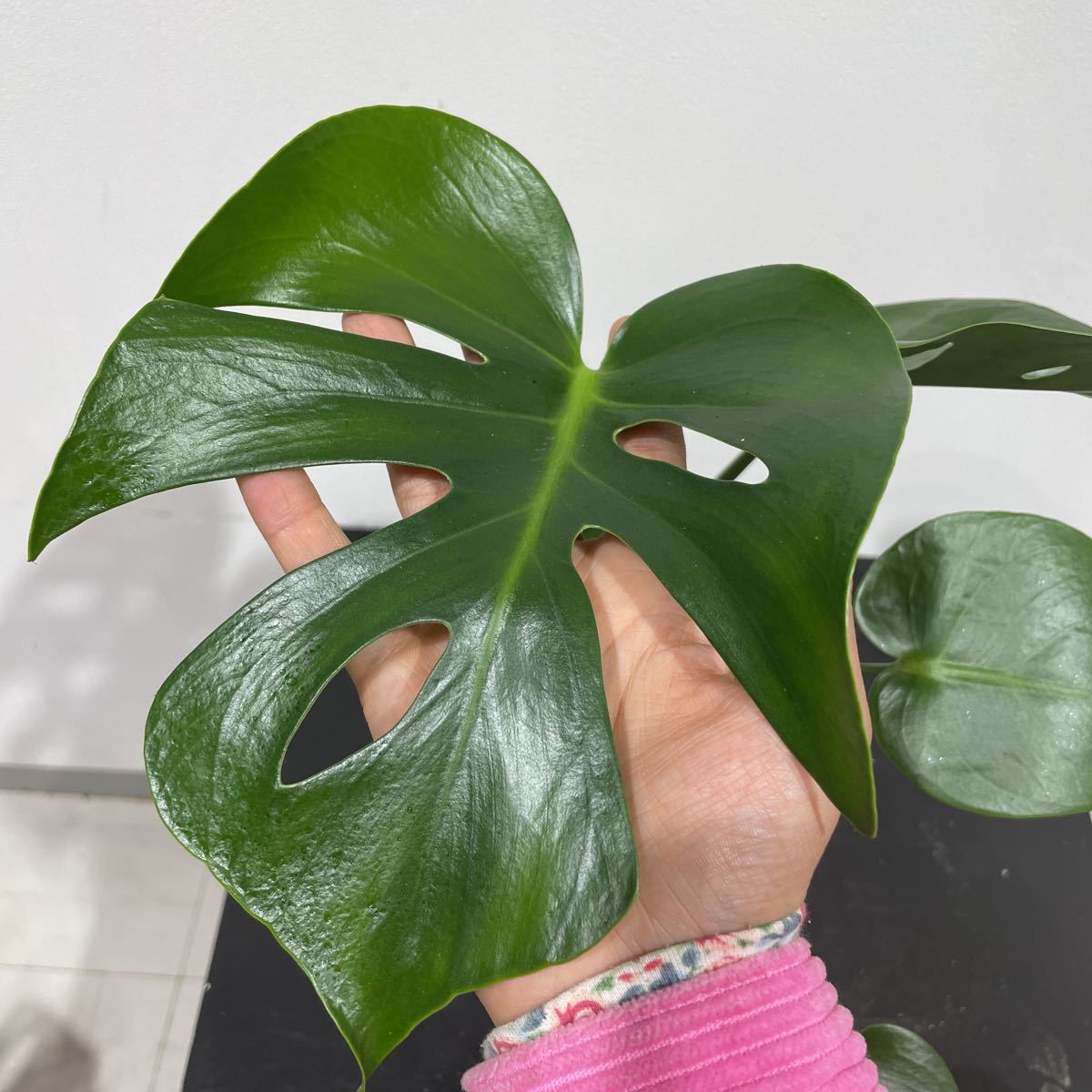 ［Pof］monstera deliciosa seeding Selected malformations モンステラ・デリシオサ　実生 奇形選抜 (compacta/コンパクタ)④