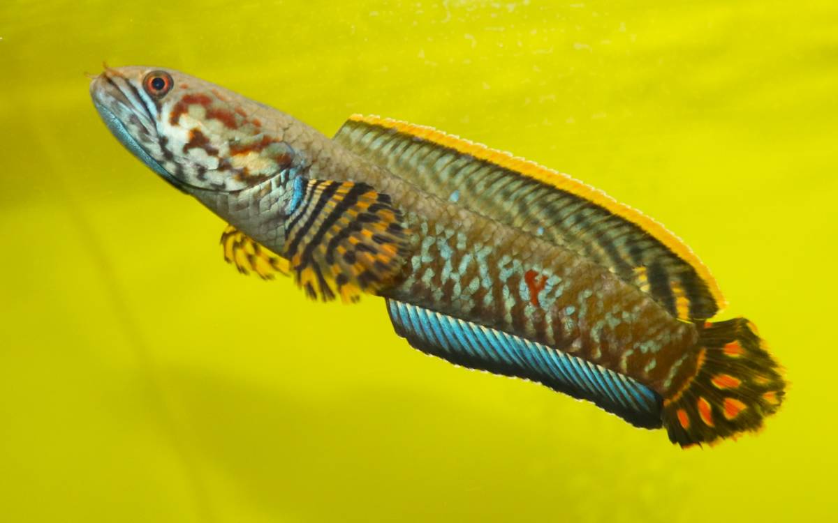 インド便 ワイルドレインボースネークヘッド 12 13 ほど 淡水魚 売買されたオークション情報 Yahooの商品情報をアーカイブ公開 オークファン Aucfan Com