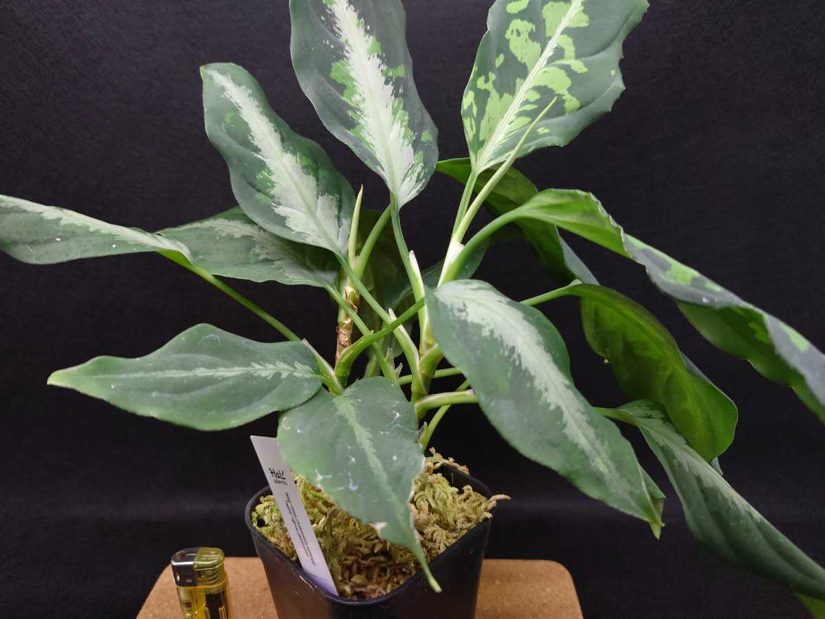 HaL plants》Aglaonema pictum Aceh Sumatera TZ便 アグラオネマ 2株