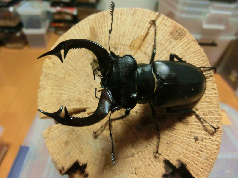 ☆ アクベシアヌス ミヤマ WF1後食済♂単品 アクベ No.1 ☆ Yahoo