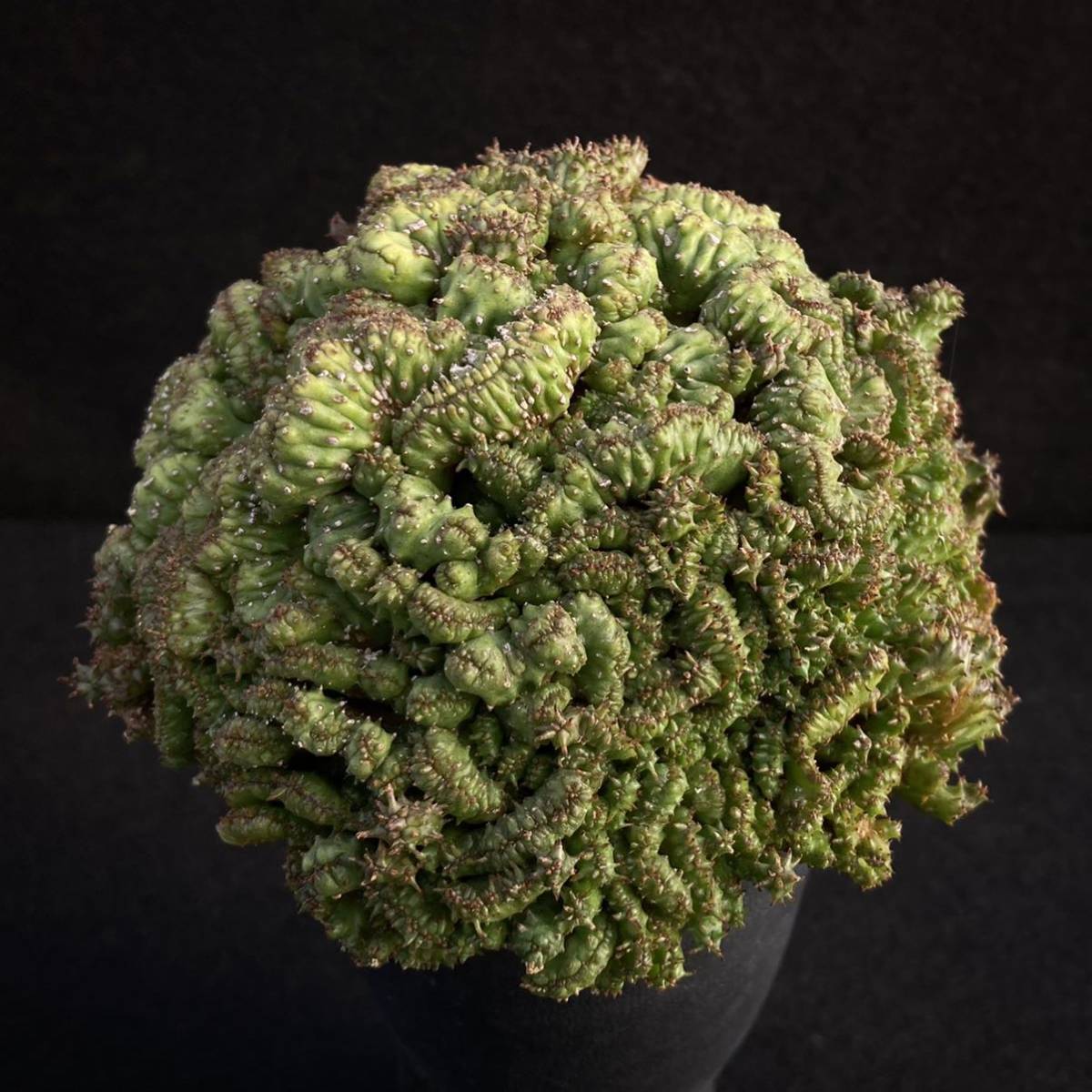 S ユーフォルビア ポリゴナ綴化 3号 Euphorbia Polygona Crist 多肉植物 サボテン サボテン 売買されたオークション情報 Yahooの商品情報をアーカイブ公開 オークファン Aucfan Com