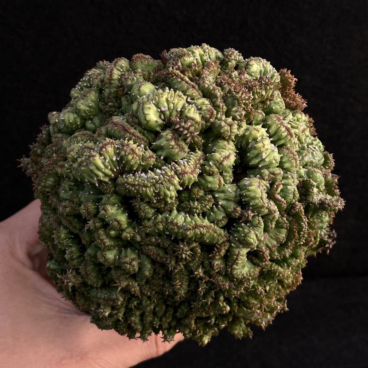 S ユーフォルビア ポリゴナ綴化 3号 Euphorbia Polygona Crist 多肉植物 サボテン サボテン 売買されたオークション情報 Yahooの商品情報をアーカイブ公開 オークファン Aucfan Com