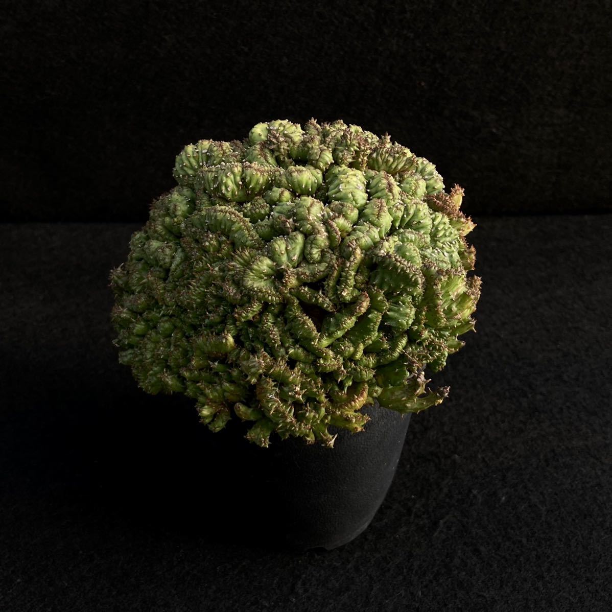 S ユーフォルビア ポリゴナ綴化 3号 Euphorbia Polygona Crist 多肉植物 サボテン サボテン 売買されたオークション情報 Yahooの商品情報をアーカイブ公開 オークファン Aucfan Com